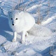 在極區的北極狐。圖片節錄自:Gaeeia相本。